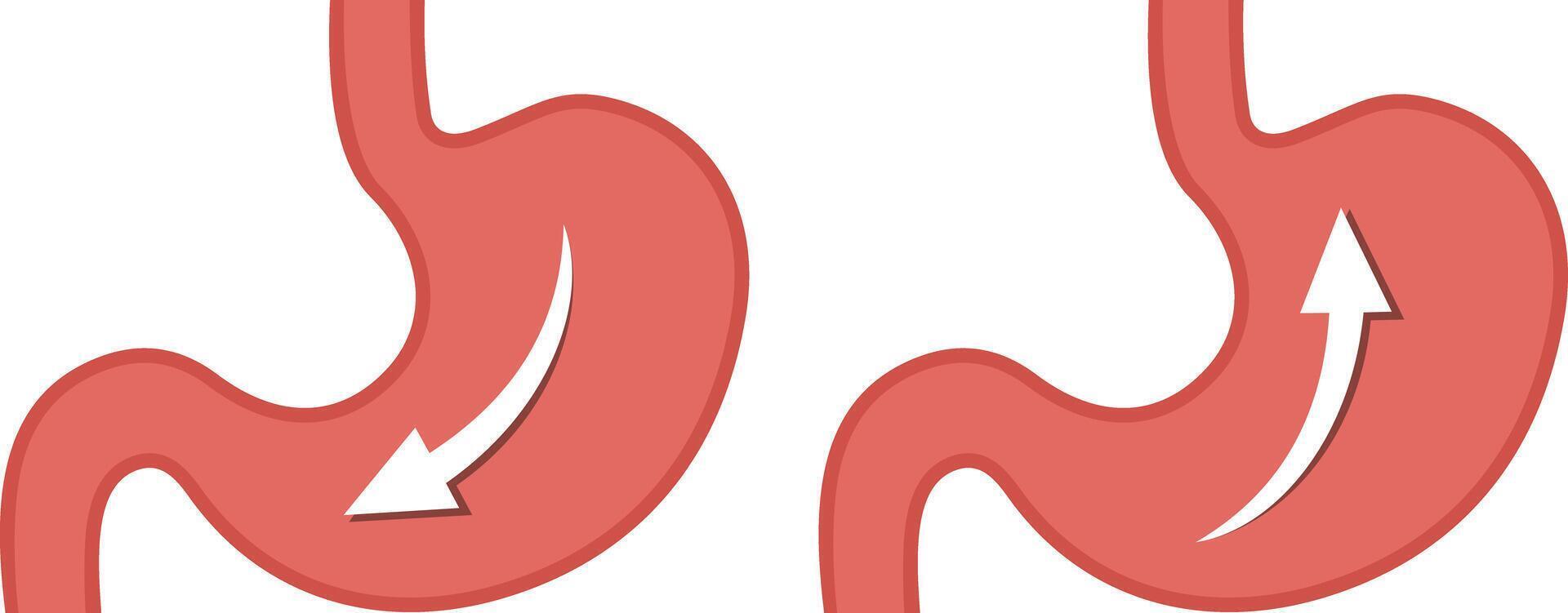 Two red stomachs with arrows, medical icon showing contrasting digestive movements with one stomach showing downward flow and other upward vector