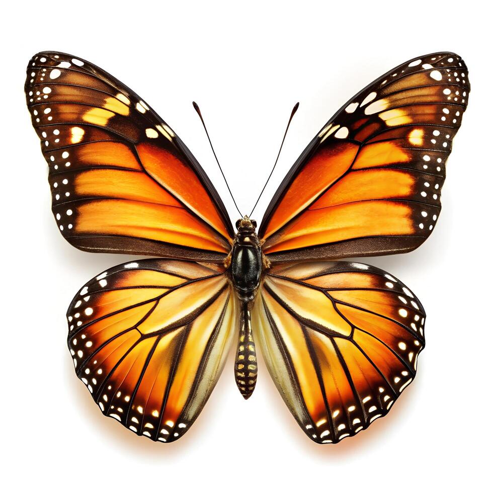 beautiful colorful bright multicolored tropical butterflies with wings spread and in flight isolated on white background photo