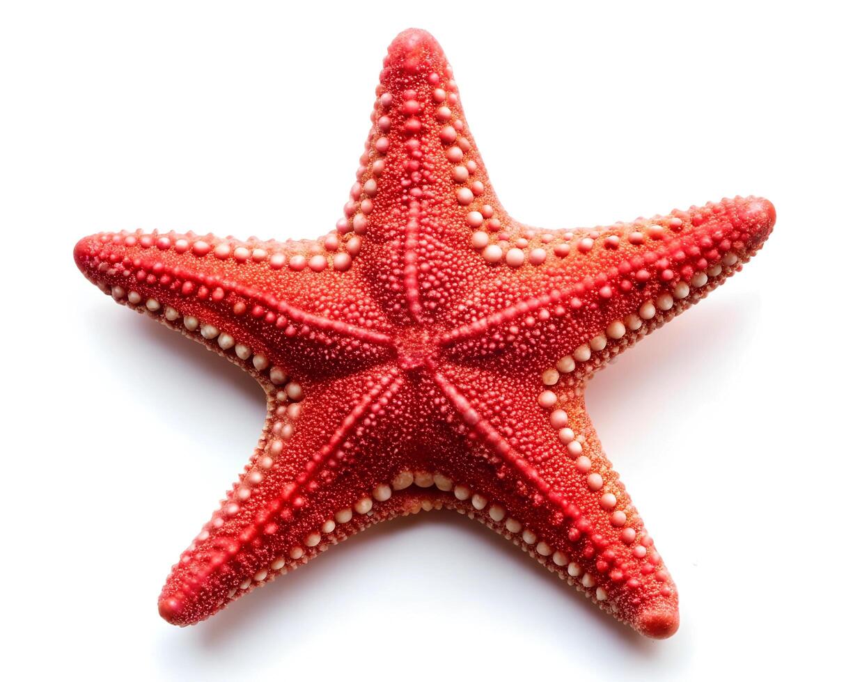 Red sea star on white background photo