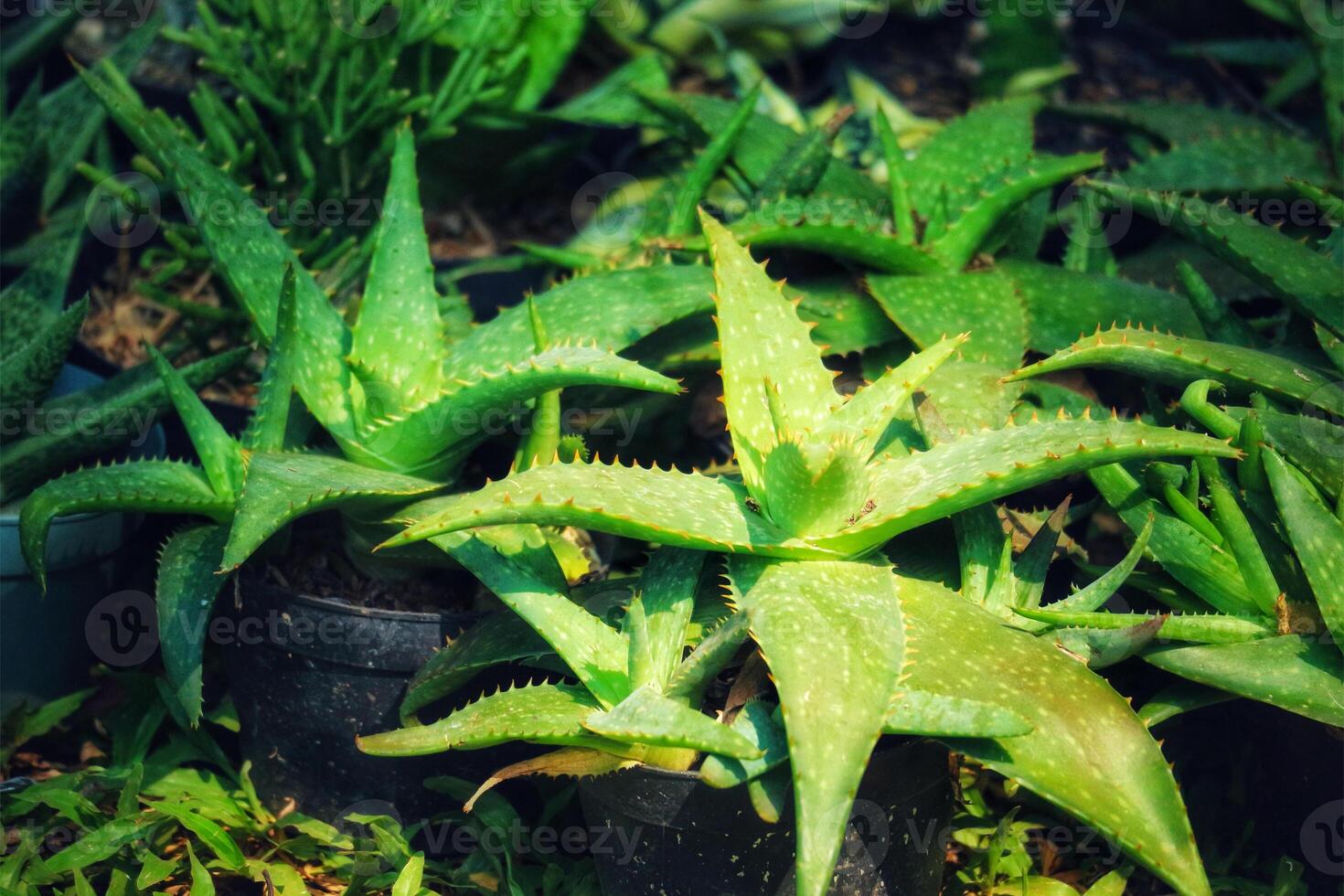 Lush Aloe Vera Plants A Vibrant, Sunlit Garden Scene photo