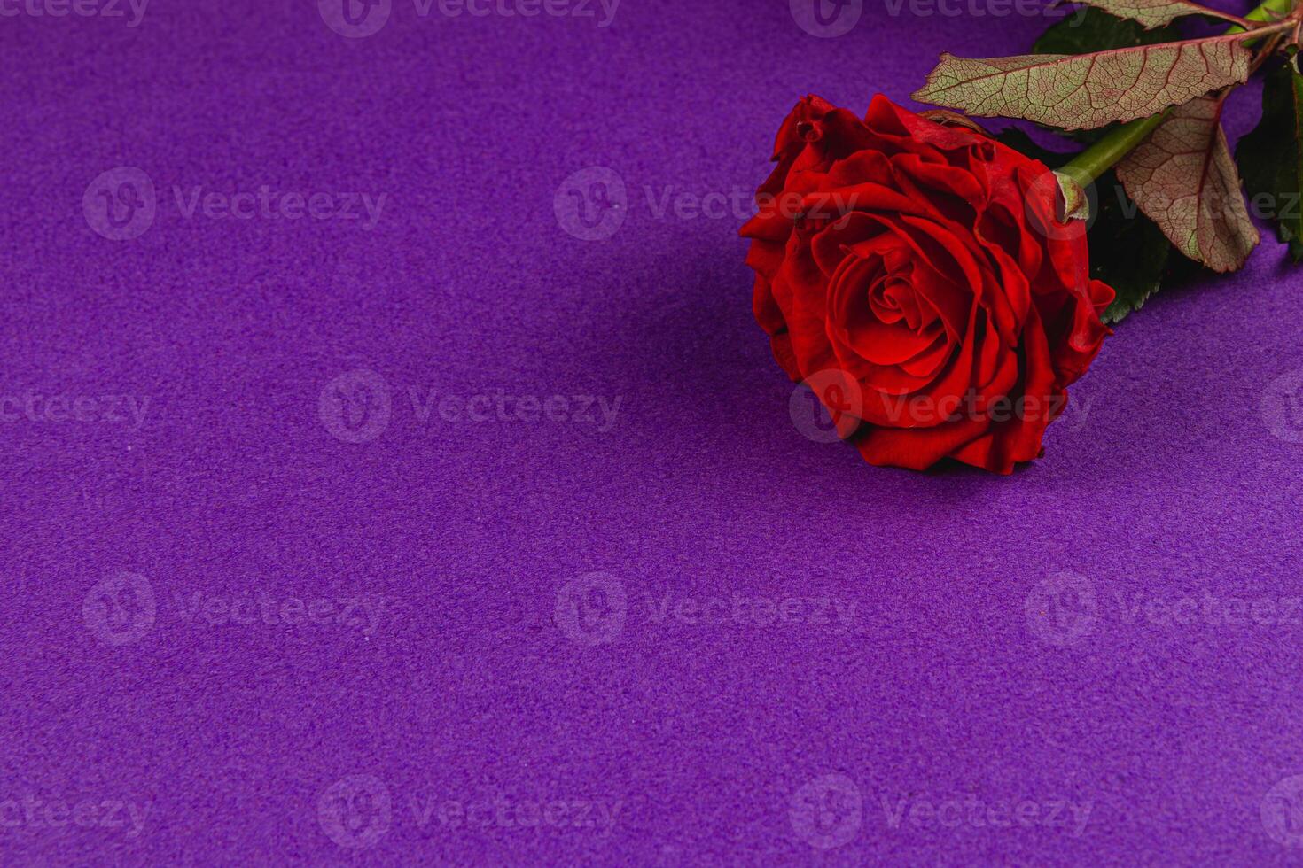 Red rose resting on purple background, highlighting natural beauty photo