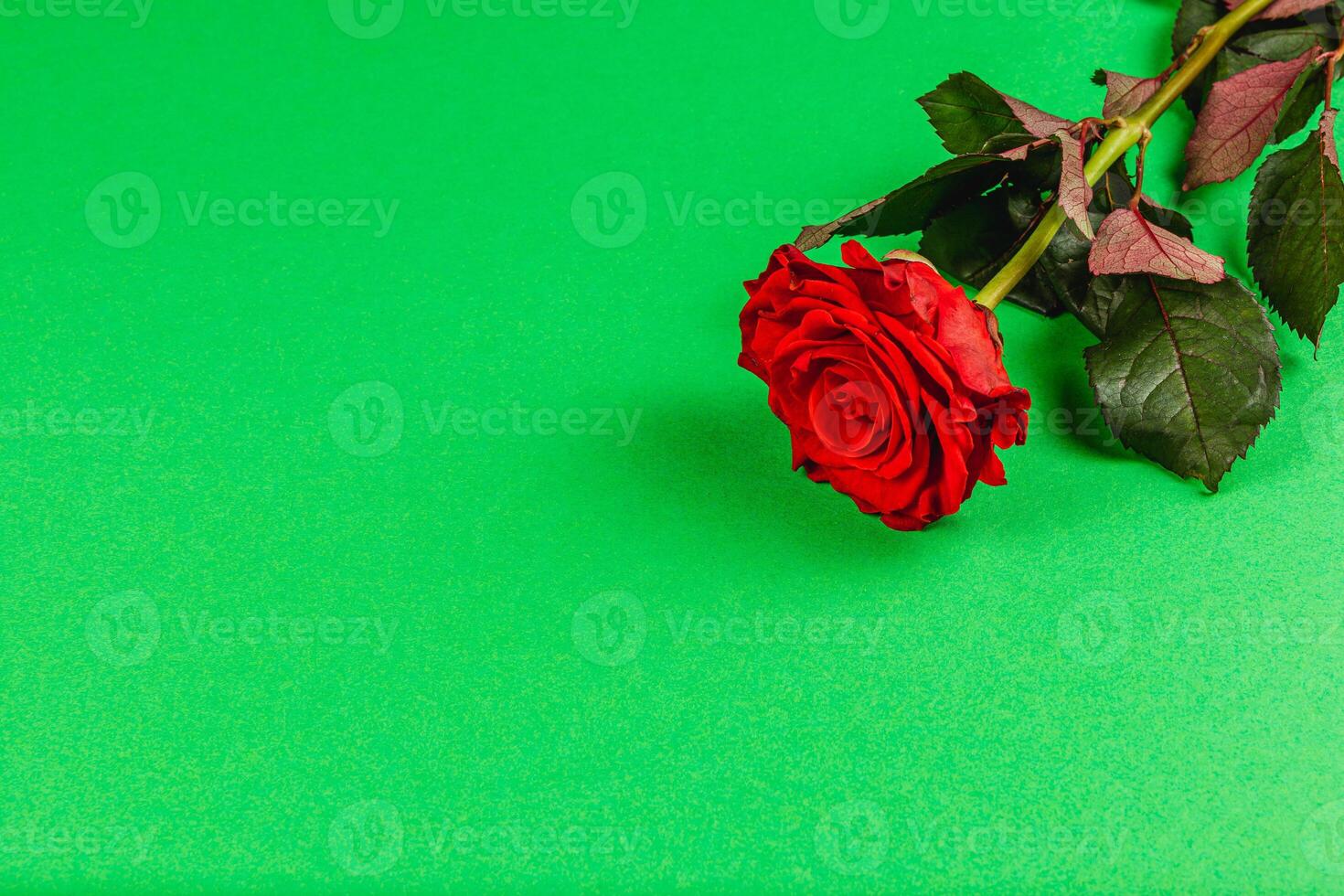 Bright red rose lying on vibrant green background photo