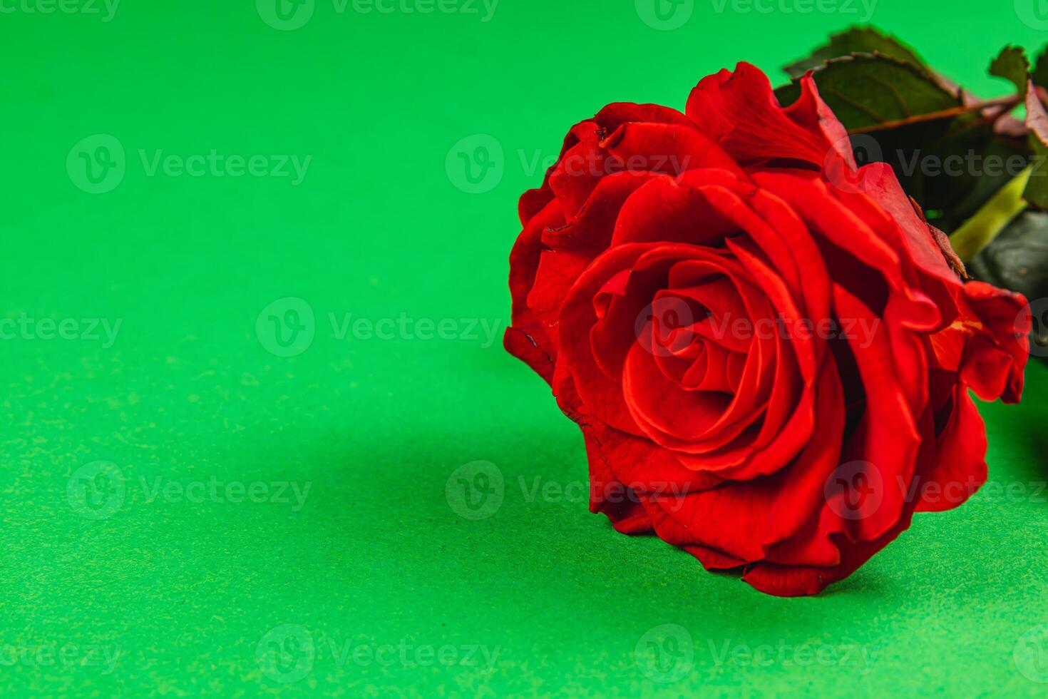 Bright red rose resting on vibrant green background in soft light photo
