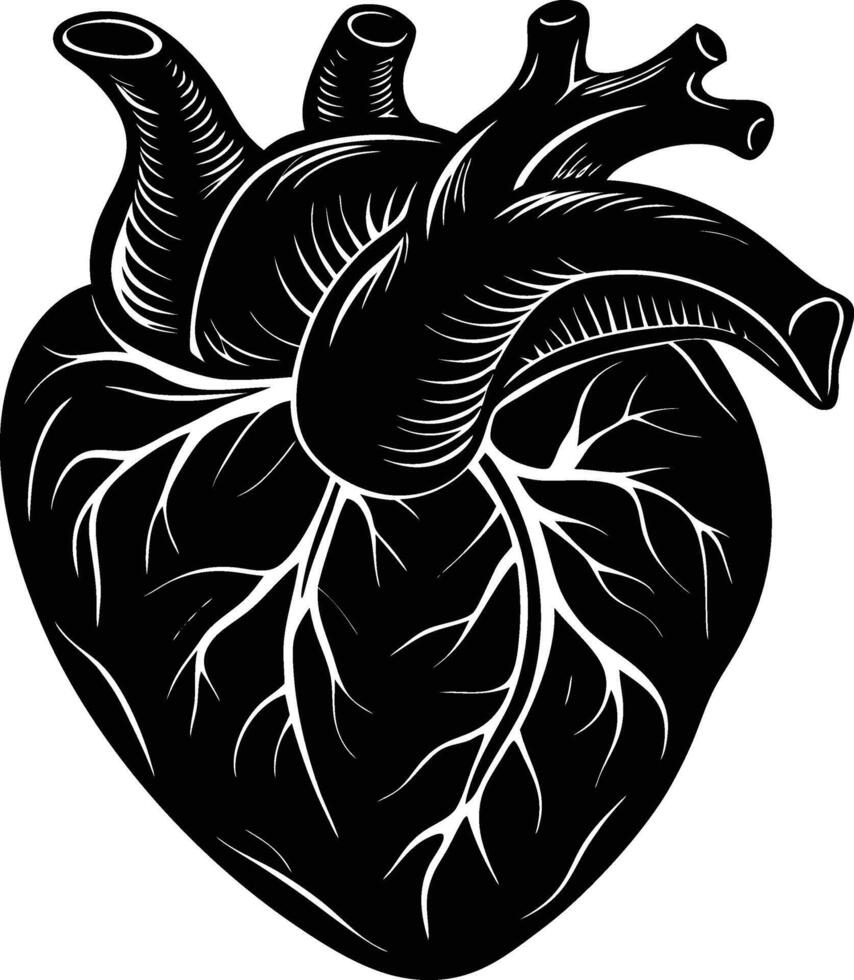 An illustration of a human heart vector