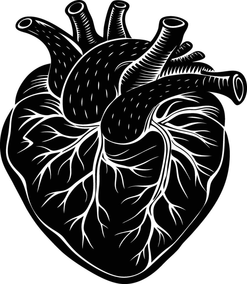 An illustration of a human heart vector