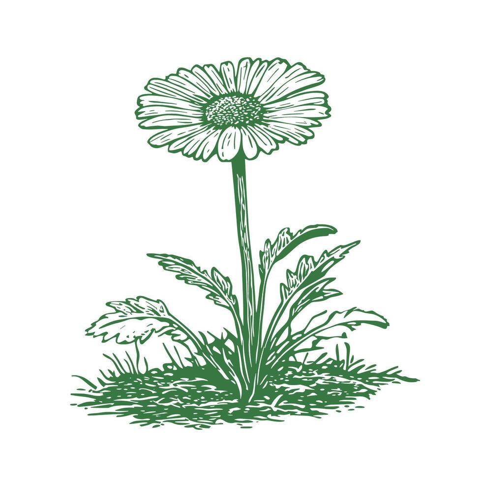 A detailed illustration of a flower on a white background vector