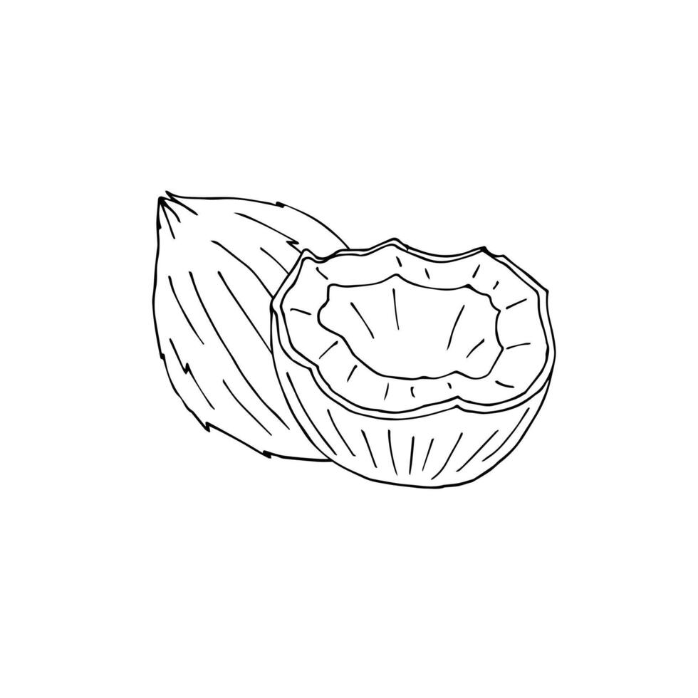 Hand drawn sketch coconut on white background vector