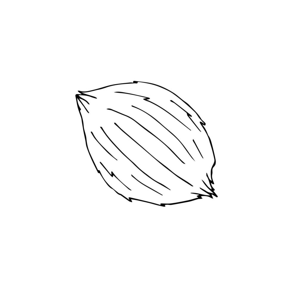 Hand drawn doodle sketch coconut isolated on white background vector