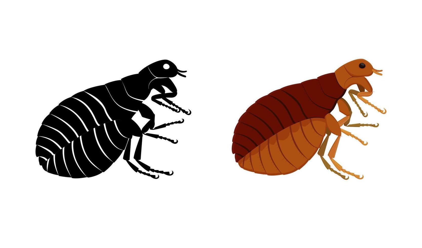 Flea insect displayed in colored and black silhouette, shown from the side view, isolated on white background vector