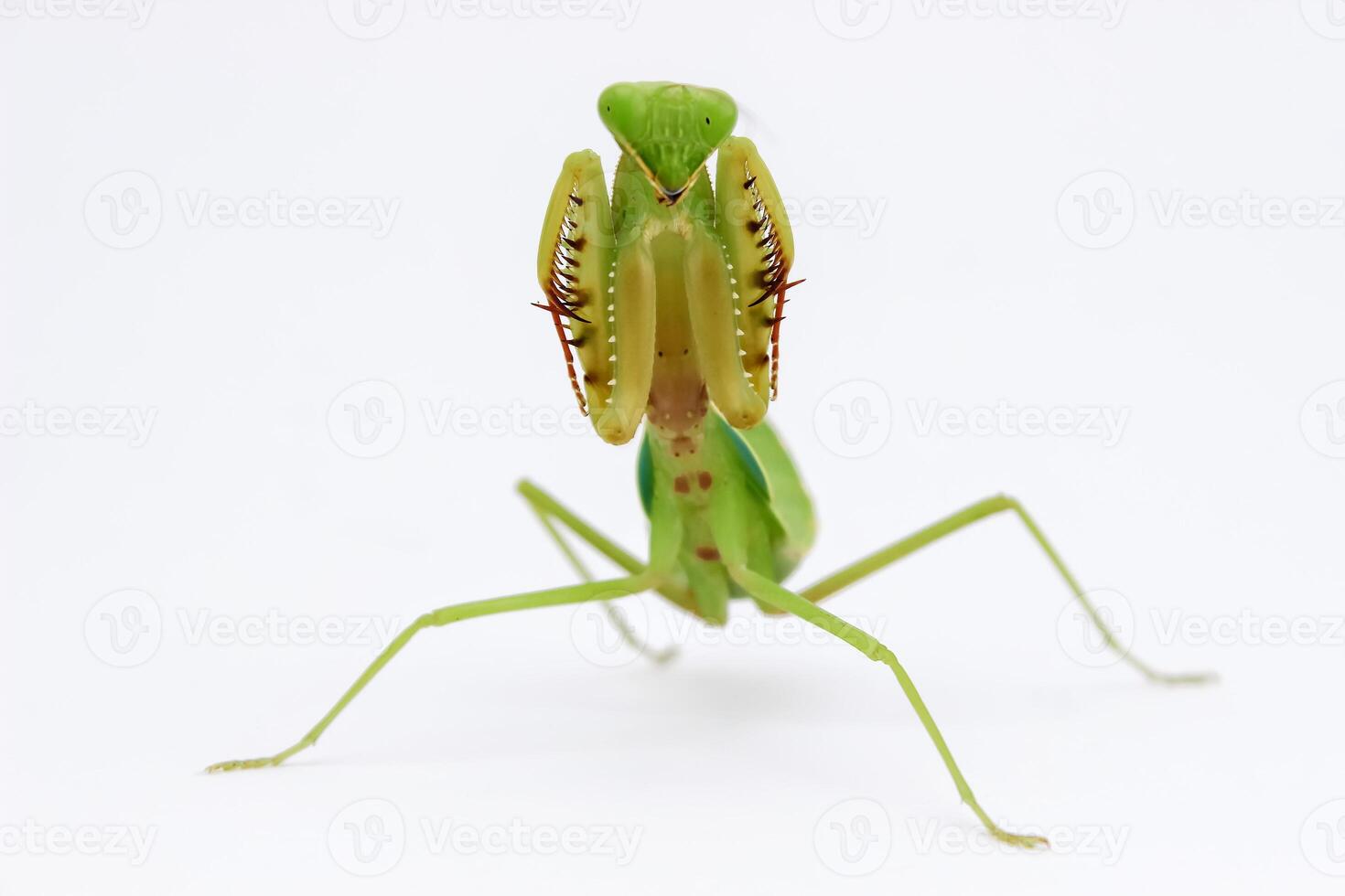 praying mantis with green color. Praying mantis isolated on white. Praying mantis is invertebrate insects. Praying mantis have latin name Mantodea dyctyoptera photo