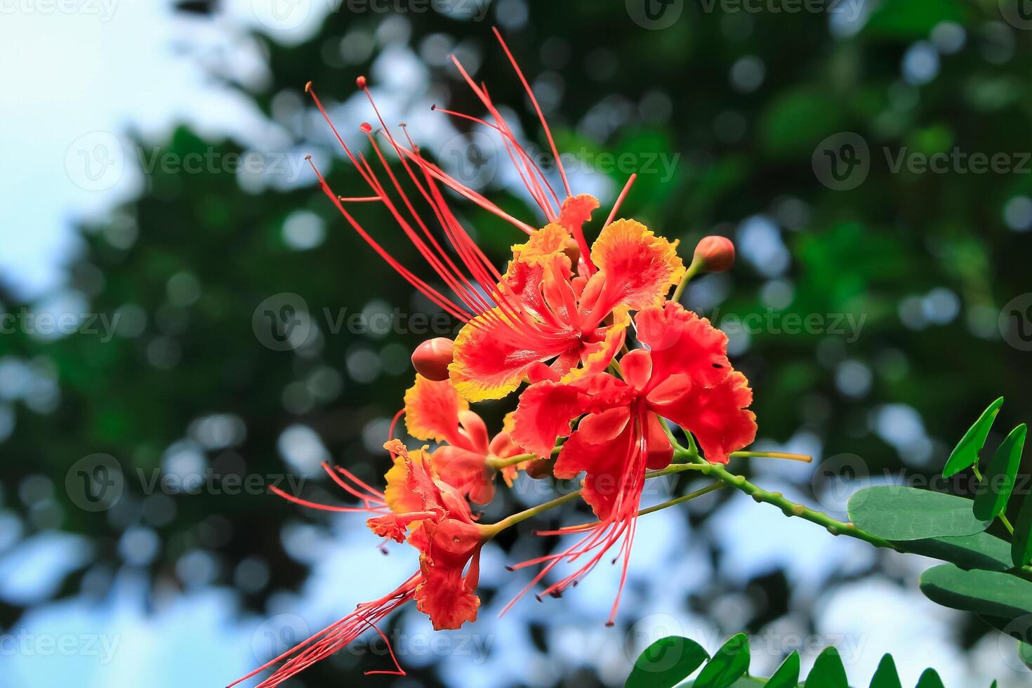 peacock flower with orange yellow color bloom in the garden. peacock flower has botany name caesalpinia pulcherrima. peacock flower commonly name pride of barbados photo