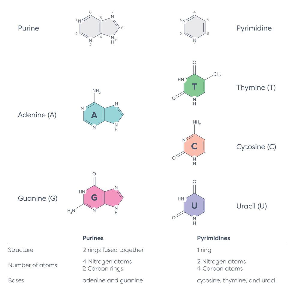 pyrimidines and purines that make up DNA and RNA nucleotides vector