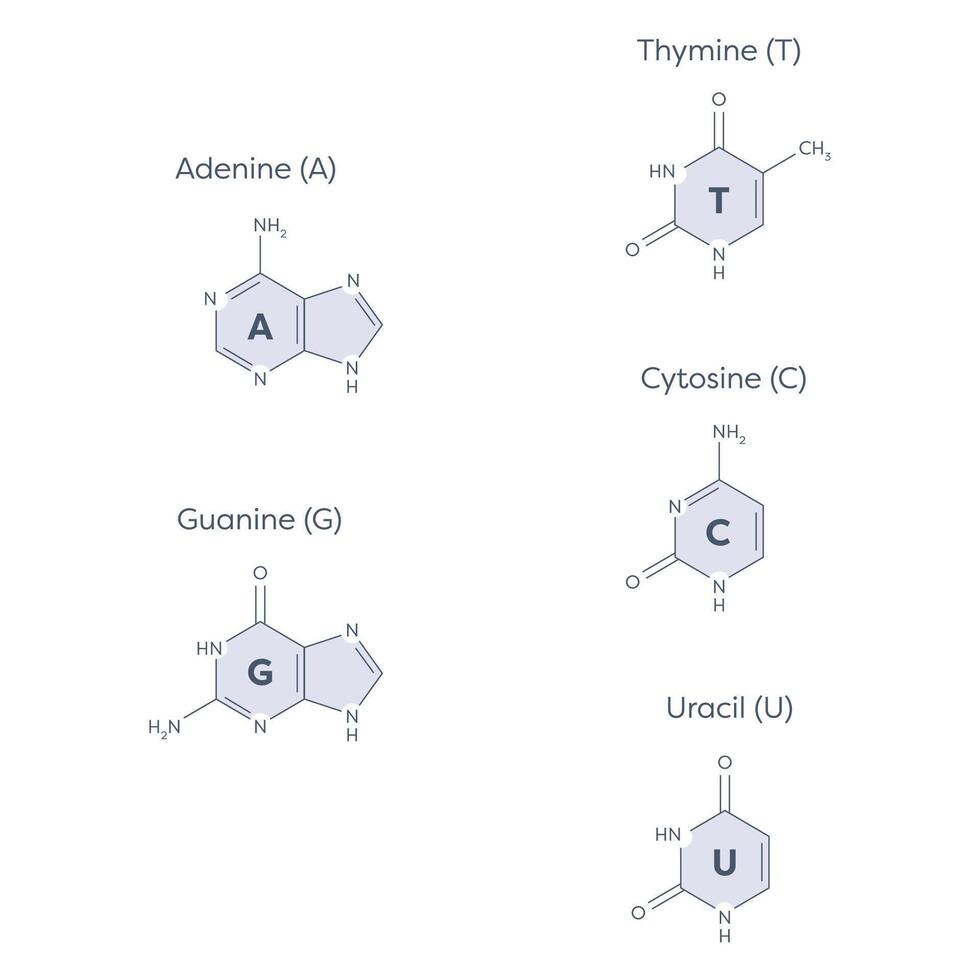 pyrimidines and purines that make up DNA and RNA vector