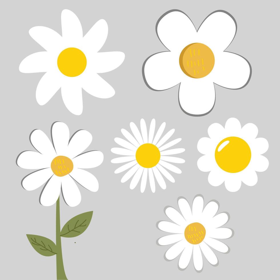 Daisy Flower Bundle set vector