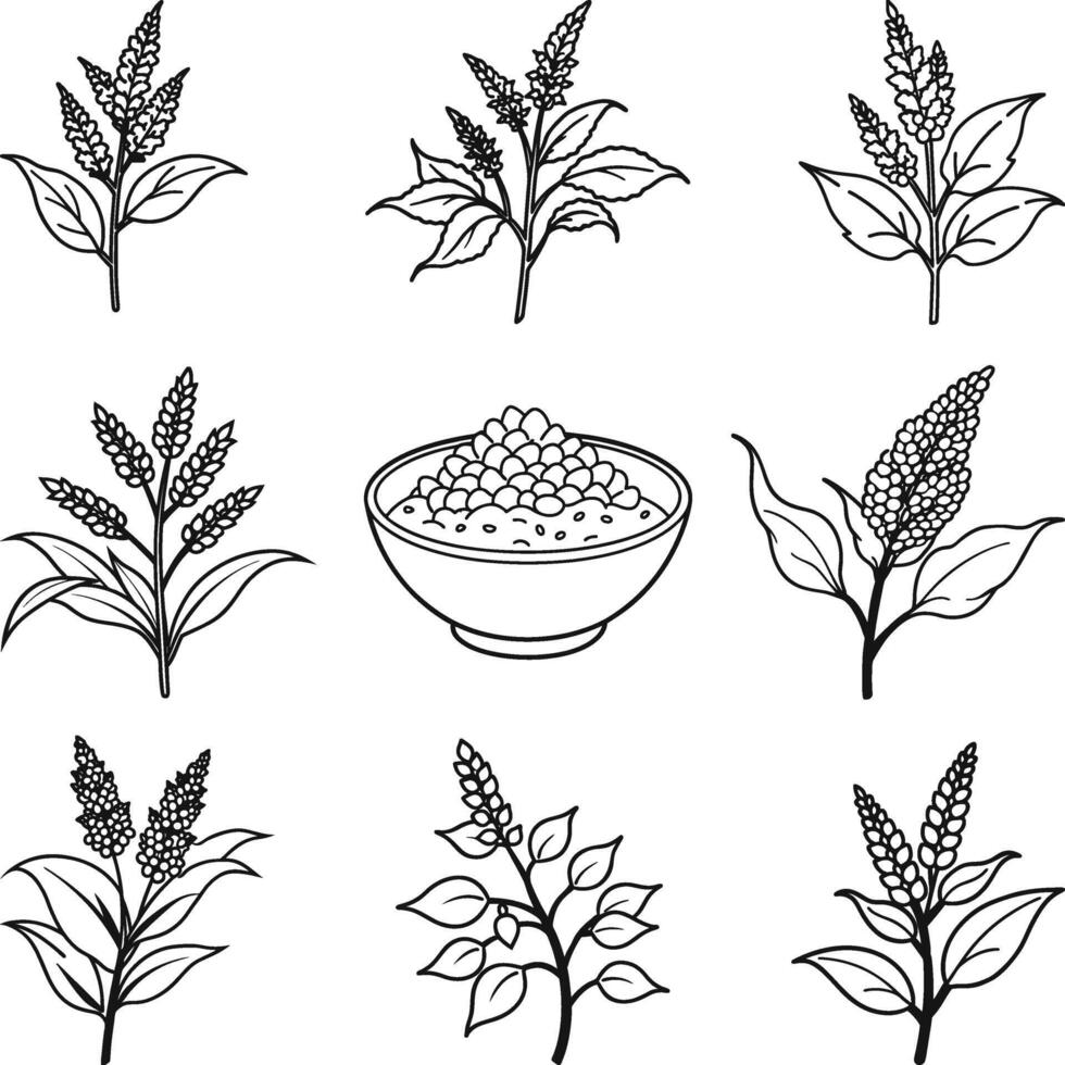 Collection of Quinoa Plants and Seeds in Bowl, quinoa Black and White Illustration vector