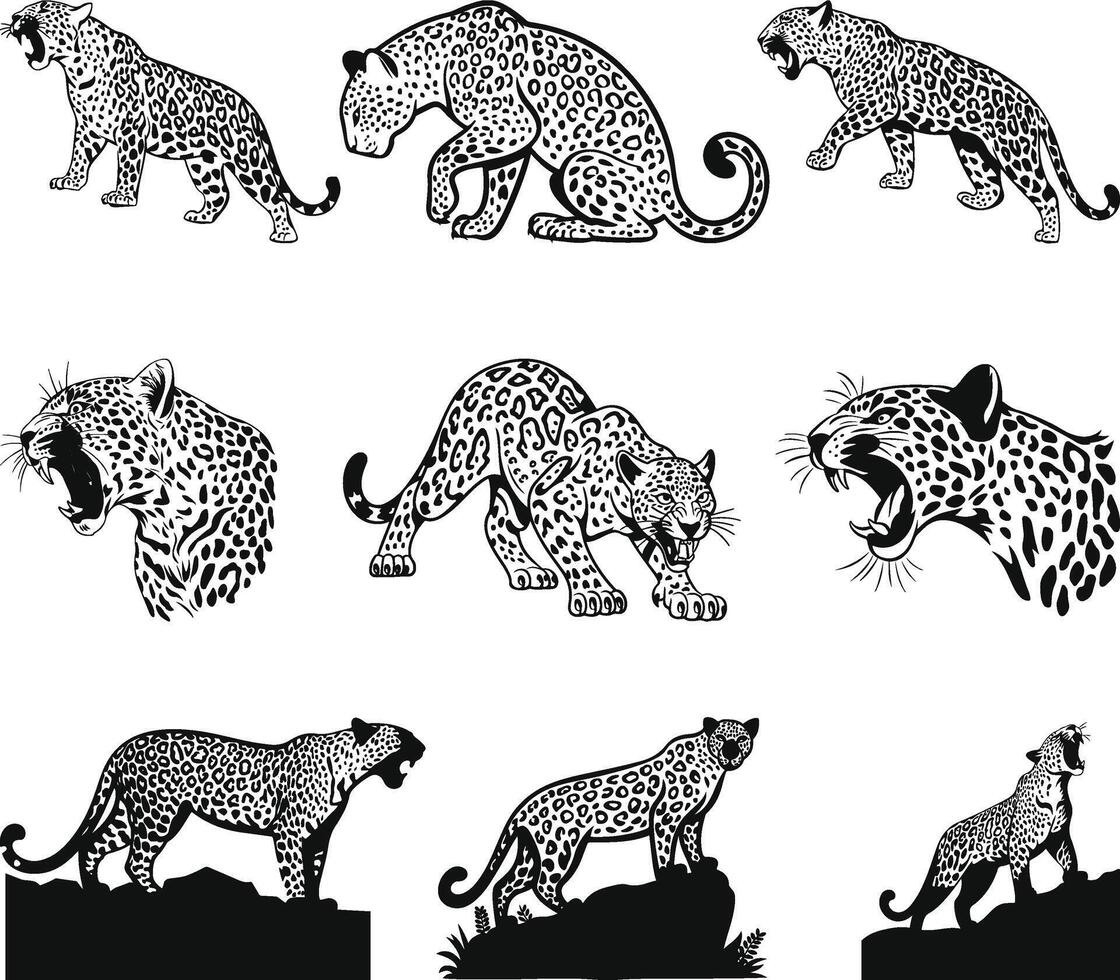 sitting leopard Silhouette, Leopard Illustration Set in Black and White vector