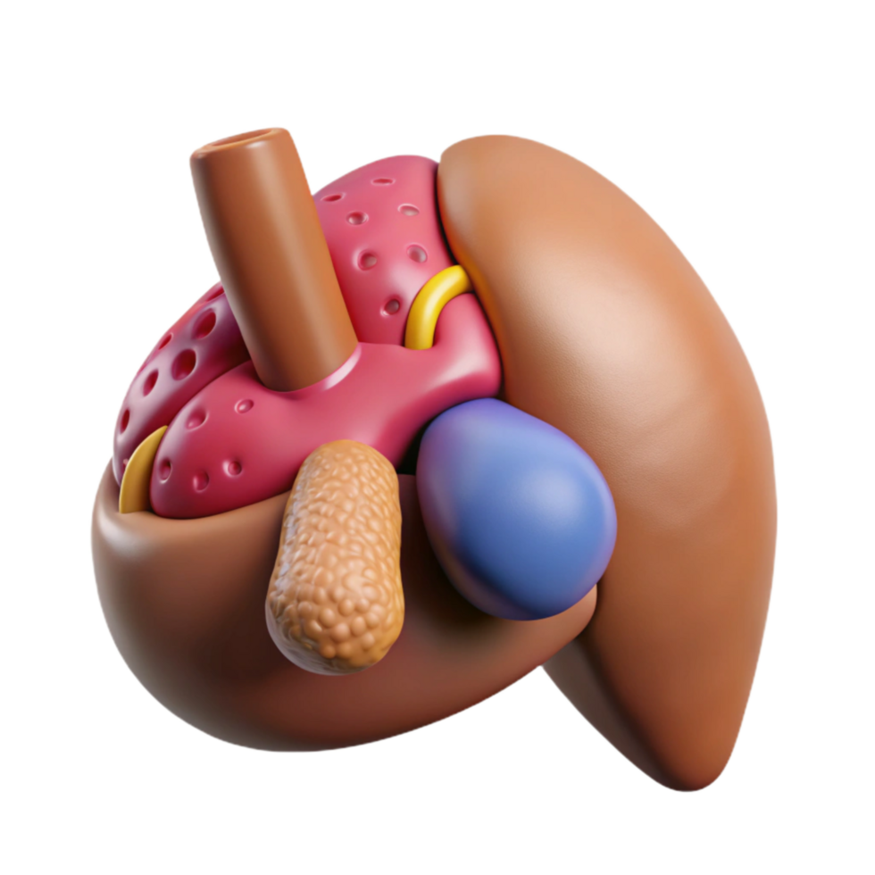 beautiful modern Bioprinting Organ Tissue 3d Render Cutout genuine png
