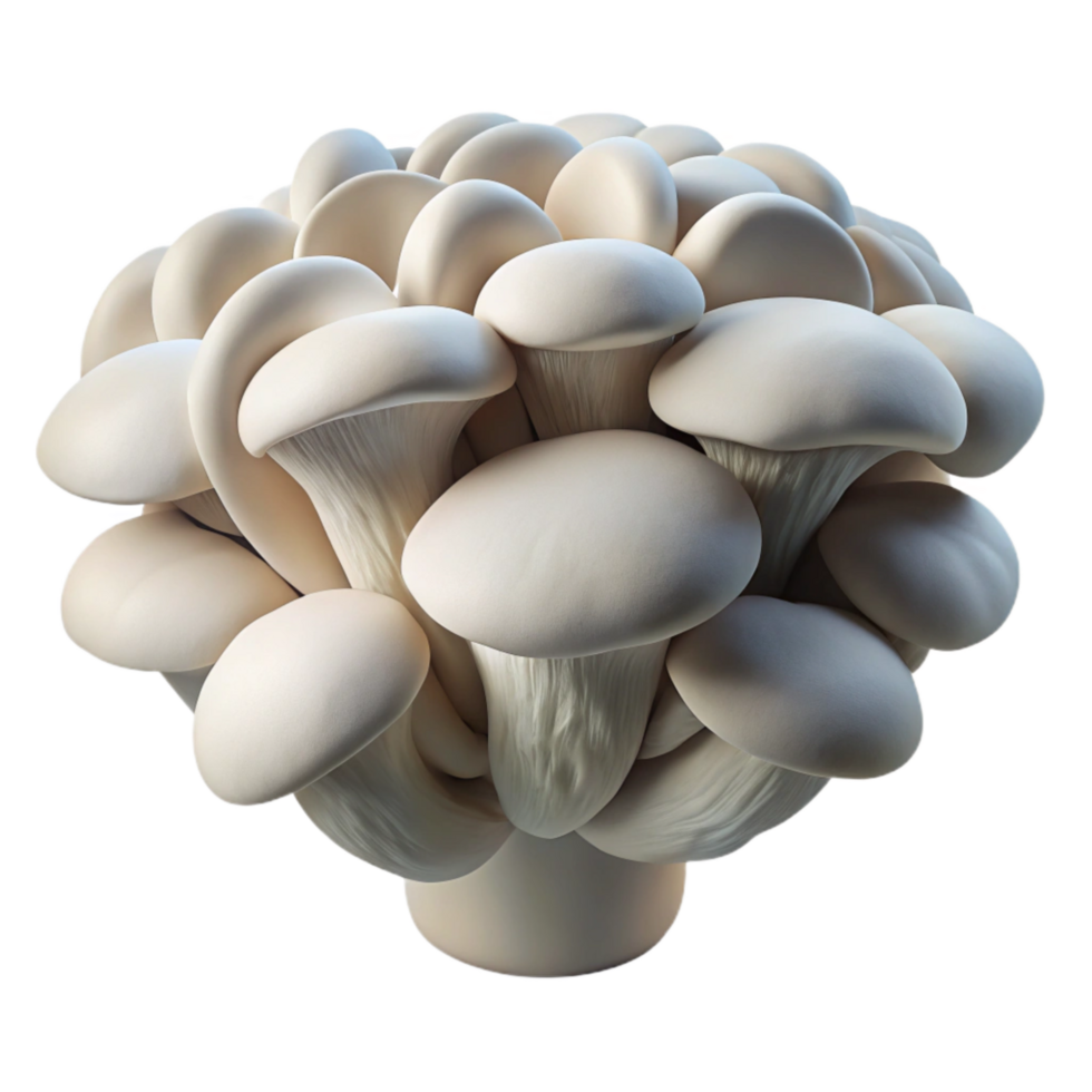 elegant artistic Bioreactor Grown Oyster Mushroom Cluster White and Grey Tones Cutout detailed png