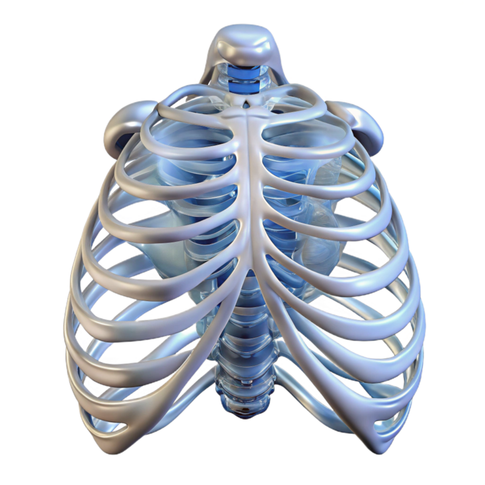 beautiful traditional Biorobotic Rib Cage Skeletal Structure Transparent authentic png