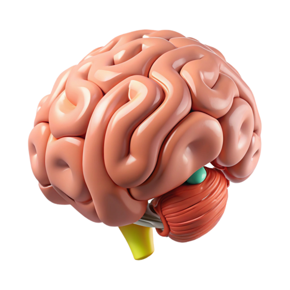 extraordinary traditional Brain Anatomy Illustration Cutout with Labeled Parts exclusive png
