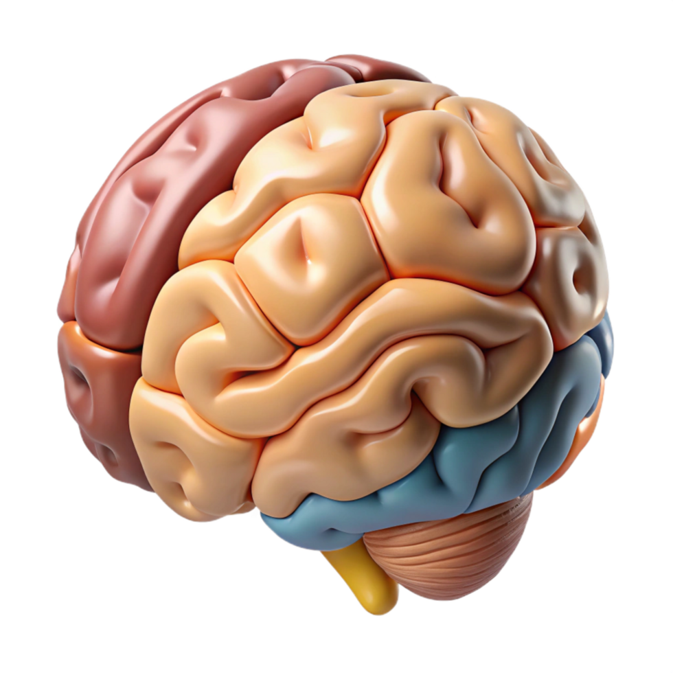dramatic abstract Brain Anatomy Diagram Cutout with Labeled Regions genuine png