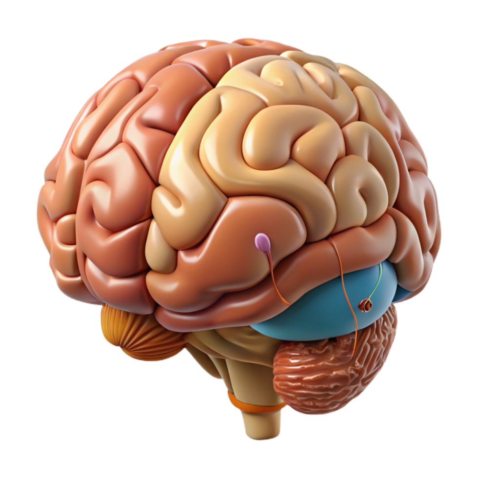 wonderful rustic Brain Anatomy Diagram Cutout with Labeled Regions detailed png