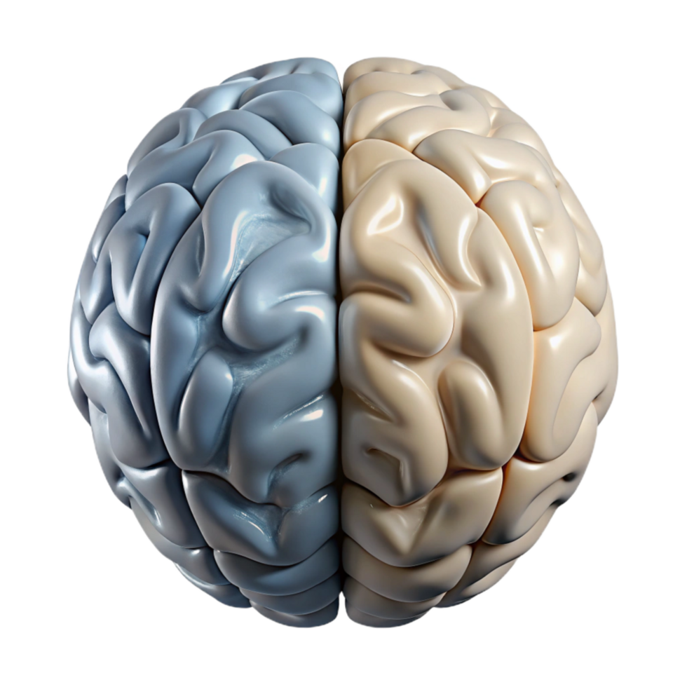 magnificent minimalist Brain Hemispheres Left and Right View Isolated Element professional png