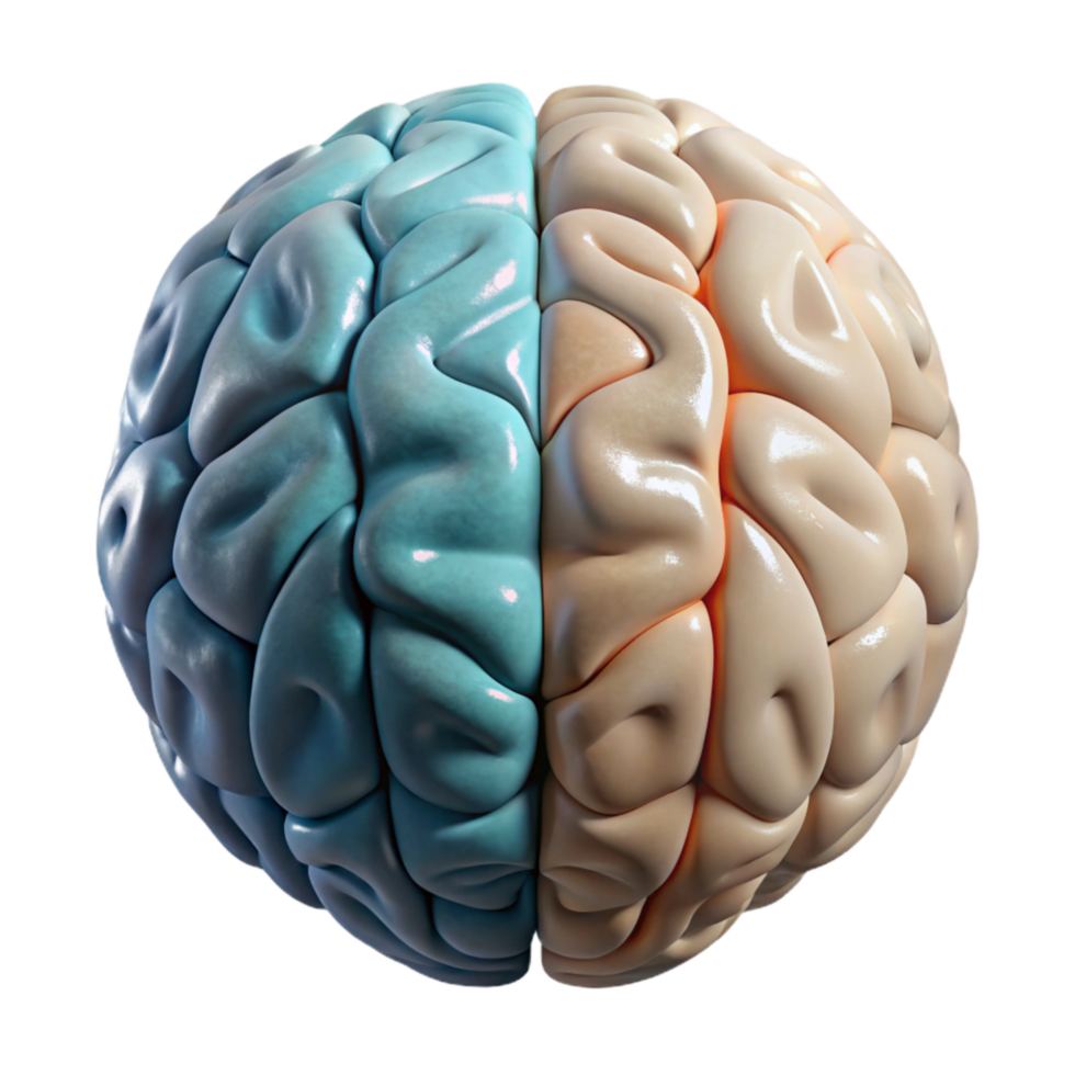 magnificent vintage Brain Hemispheres Left and Right View Isolated Element original png