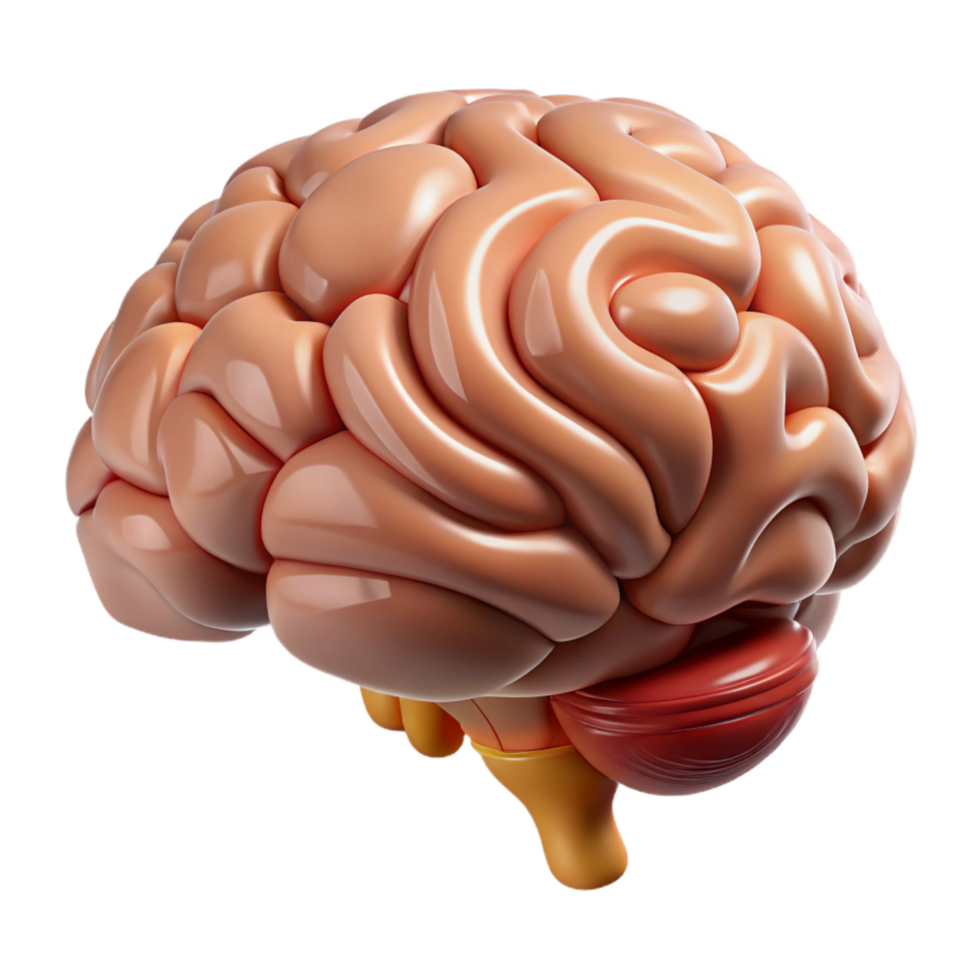 beautiful abstract Brain Stem Diagram Detailed View Transparent professional png