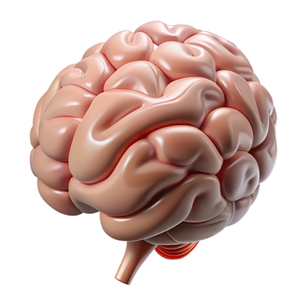 magnificent classic Brain Stem Diagram Detailed View Transparent high resolution png