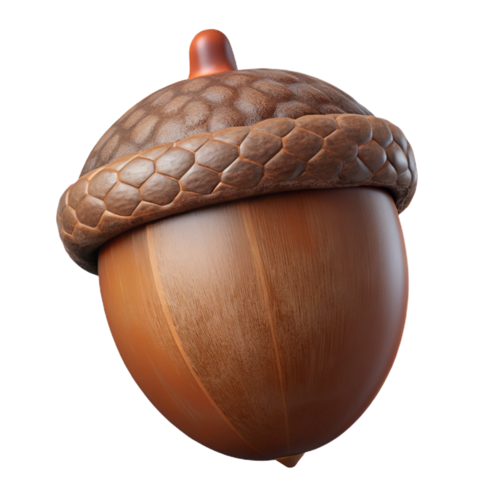 beautiful traditional Brown Acorn Cutout Isolated with Hard Shell high resolution png