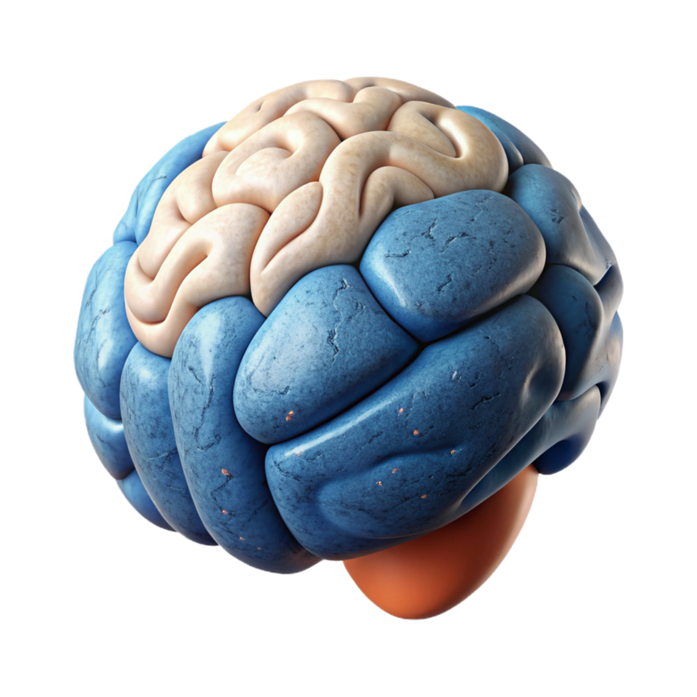 beautiful traditional Cognitive Enhancement Graphic Isolated White Background professional png