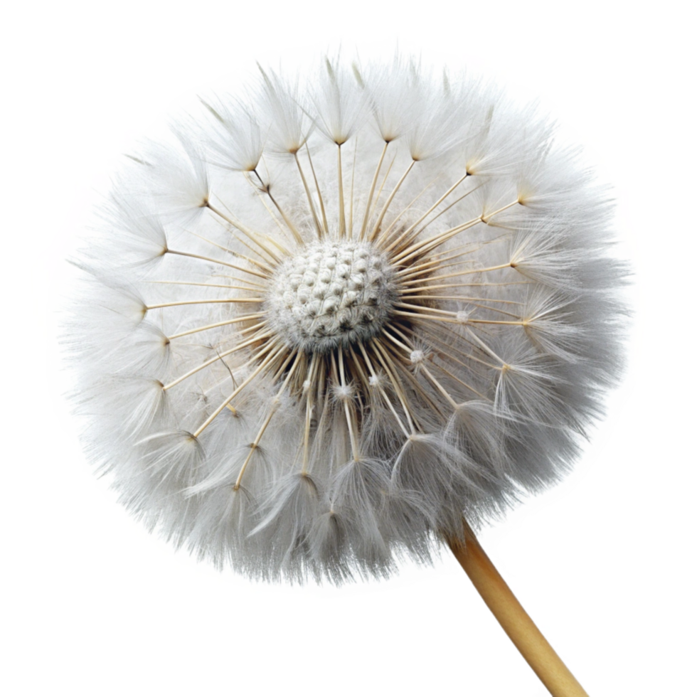 beautiful minimalist Dandelion Seed Head Fluffy White Transparent premium png