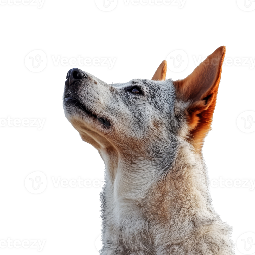 Dog looking upward in a clear sky background png