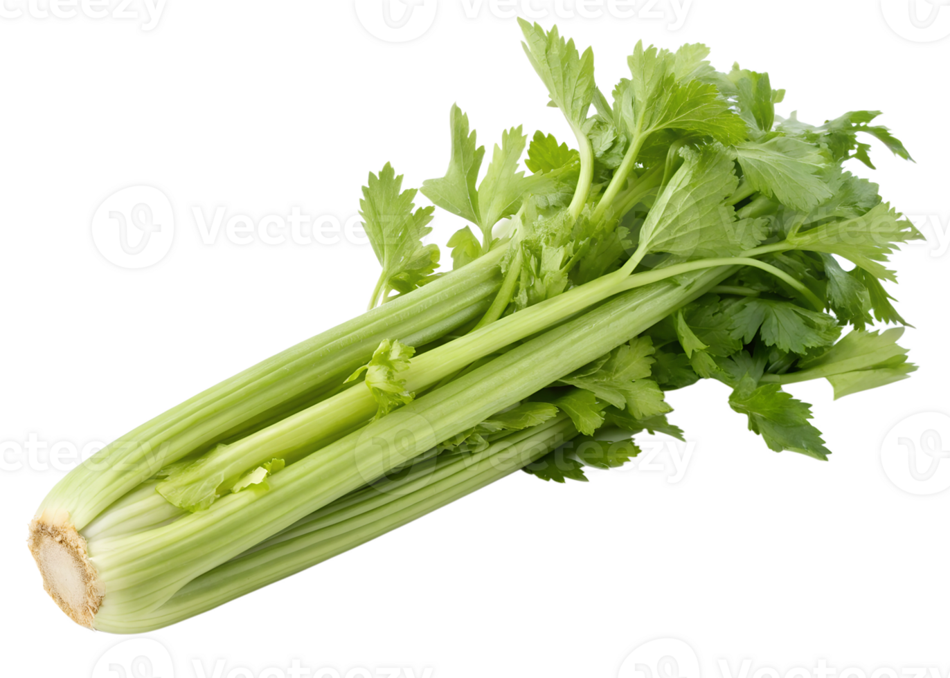 Fresh celery stalk with vibrant green leaves png