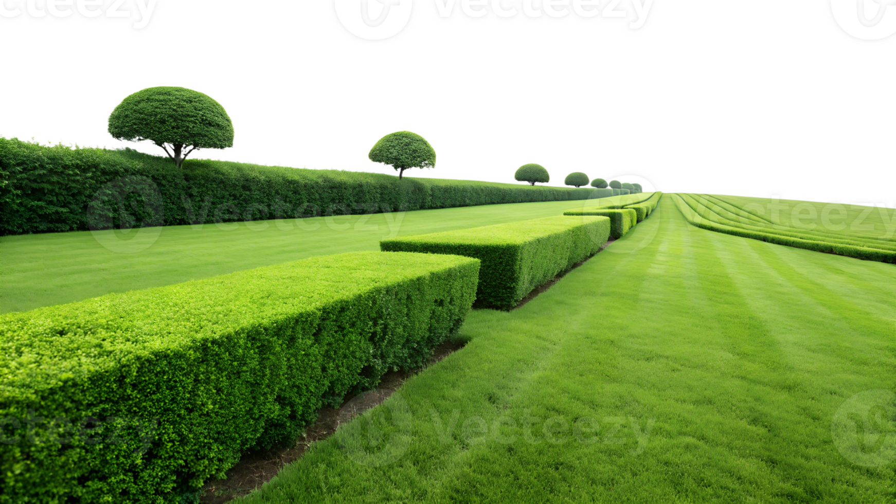 Lush green hedges in a manicured landscape garden png