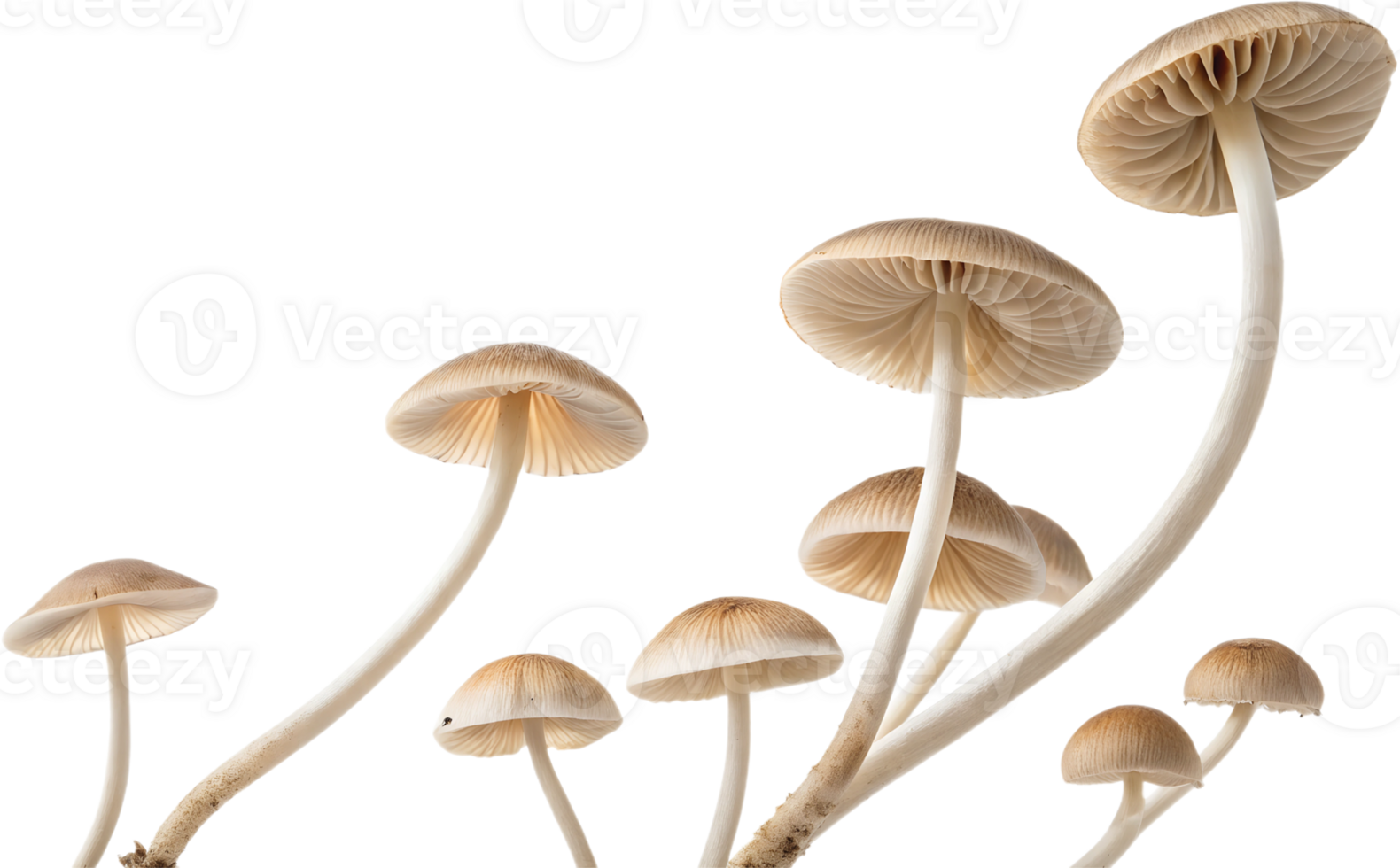 Unique mushrooms growing in natural arrangement png