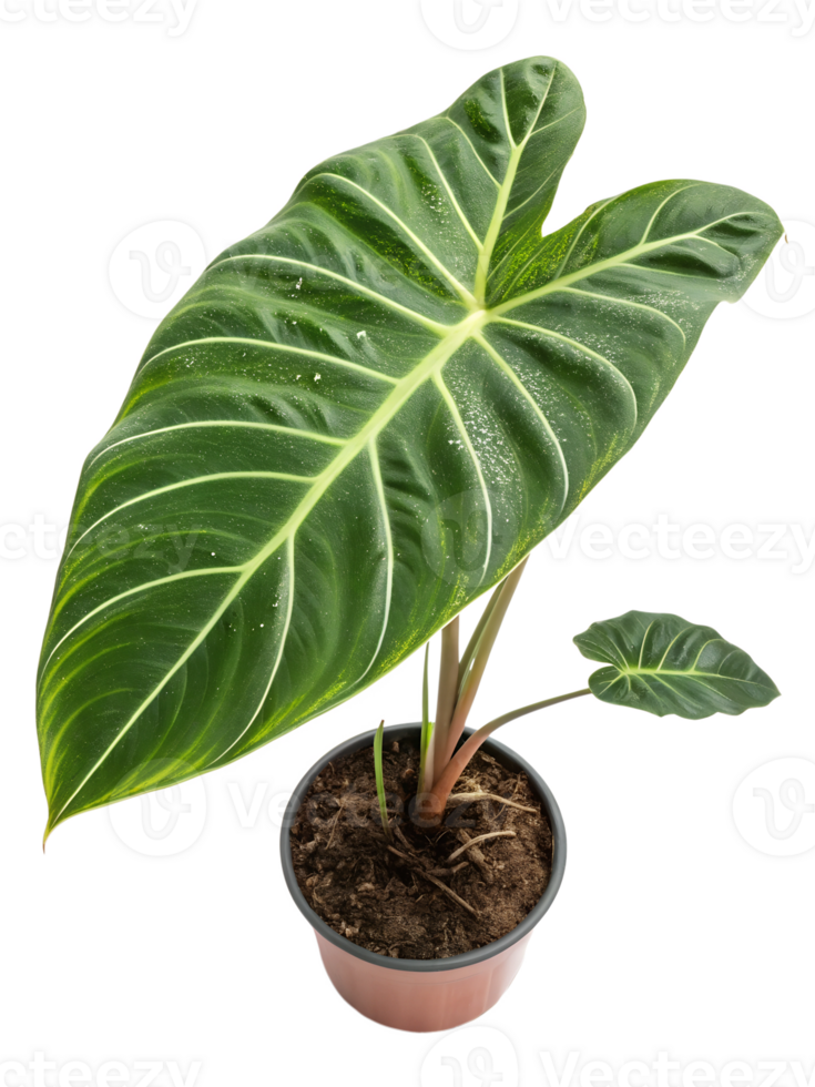 Large tropical plant with striking green leaves png