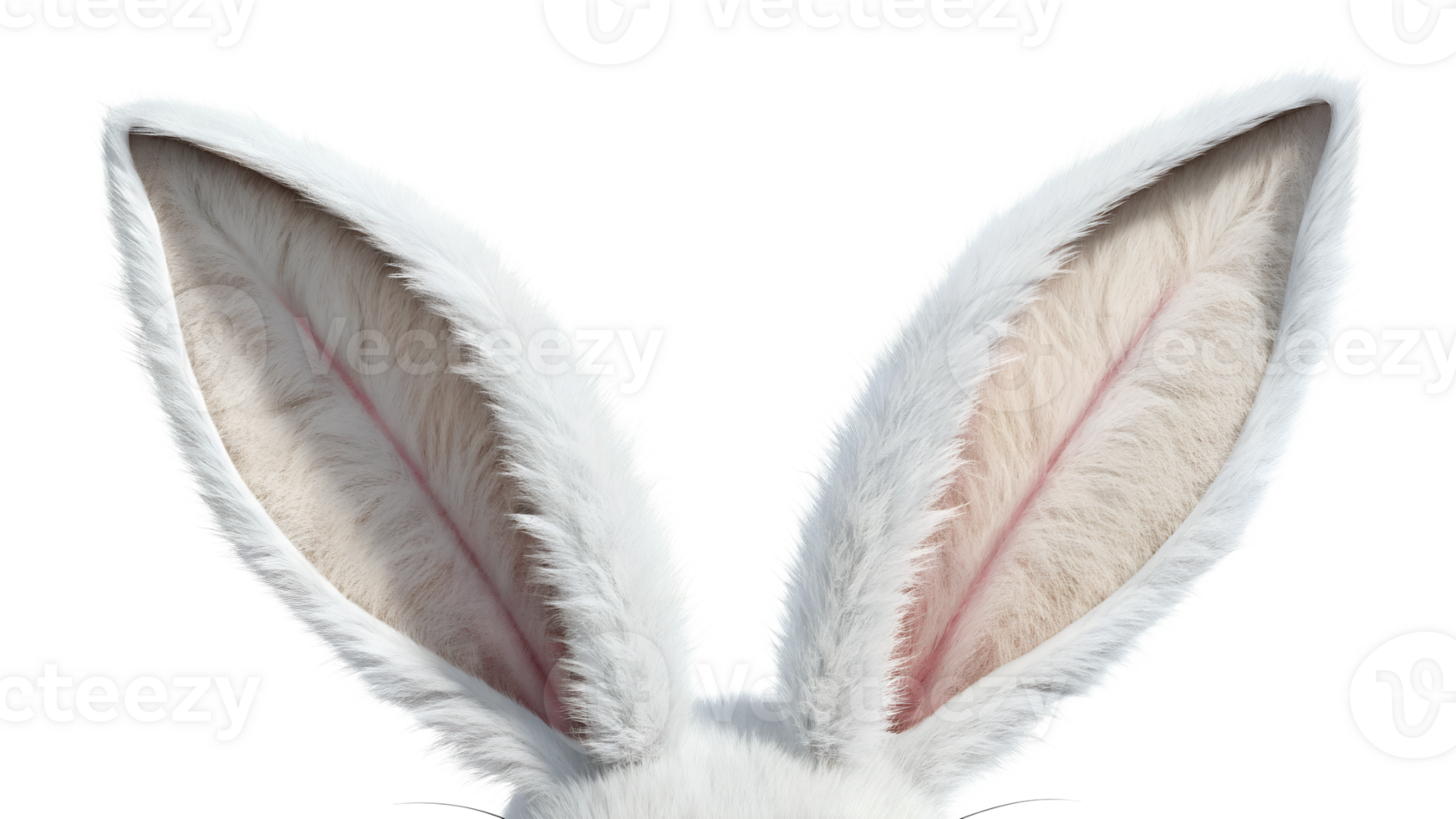 Close up of white rabbit ears with fine details png