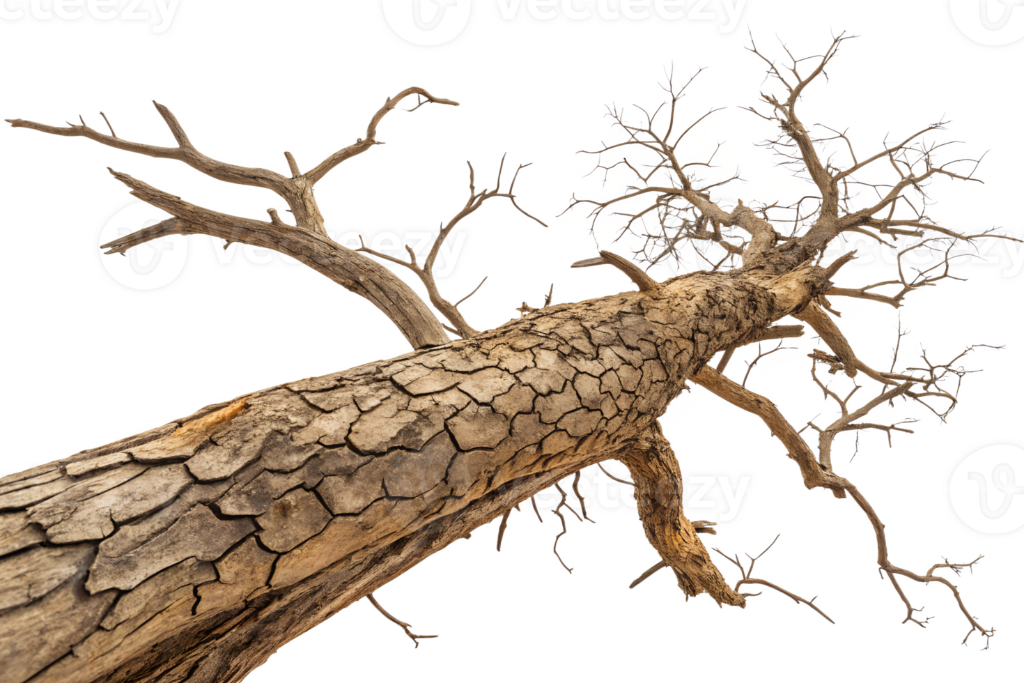 Dry tree trunk reaching up towards the sky png