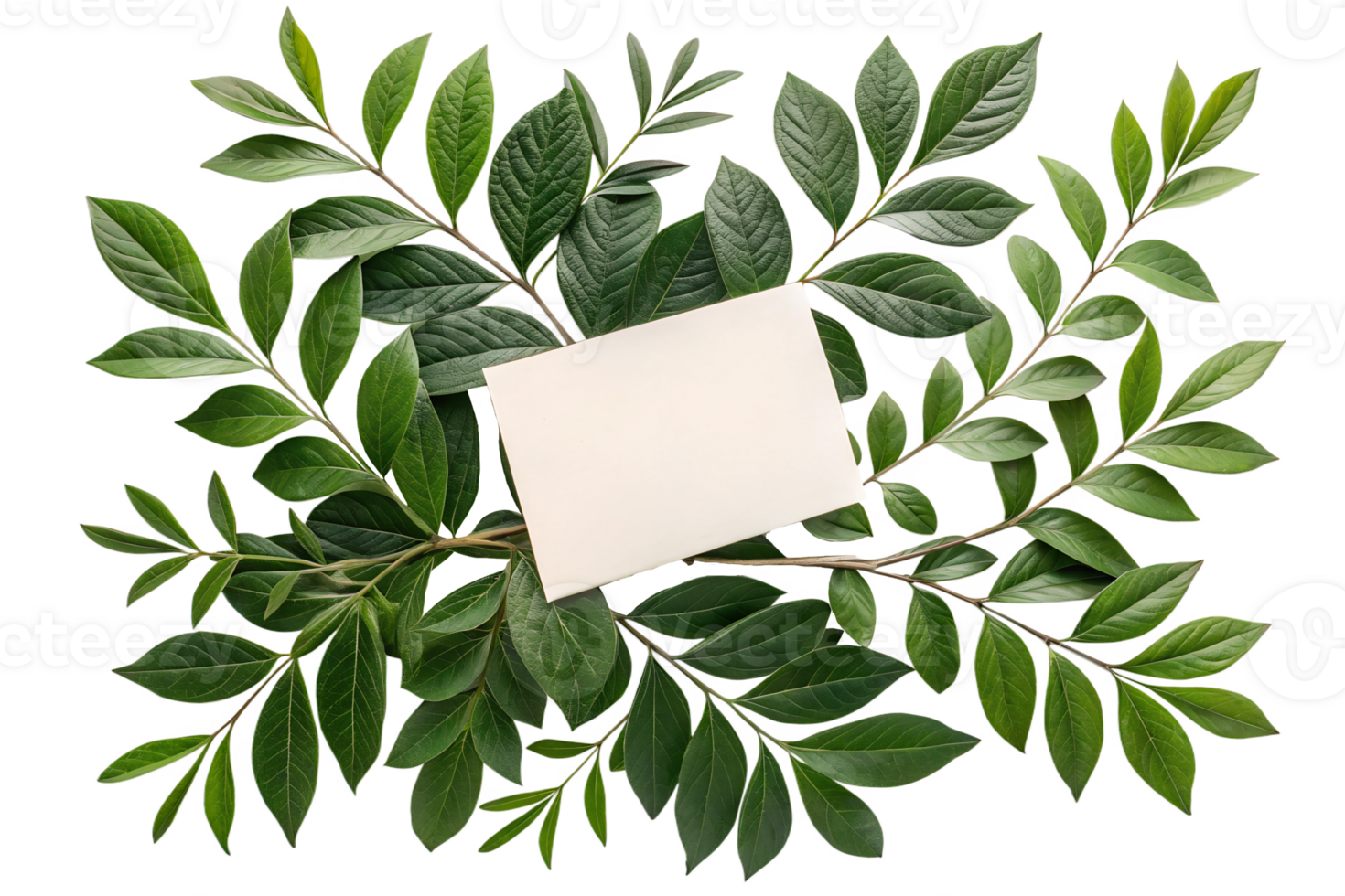 Green leaves with a blank card backdrop png