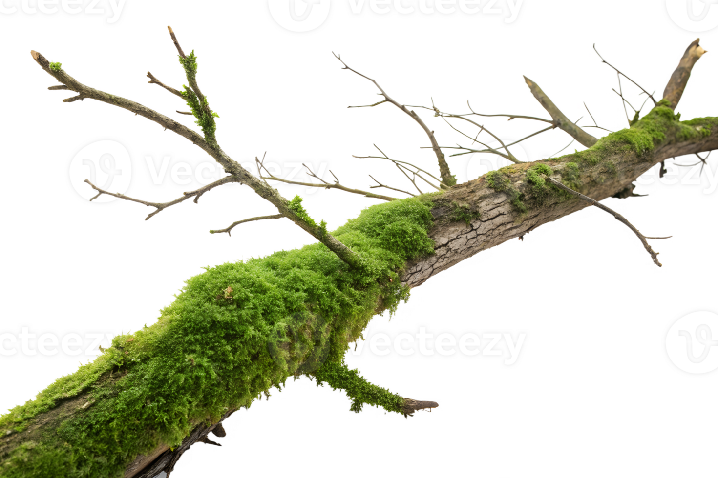 Moss covered branch with twigs in bright light png