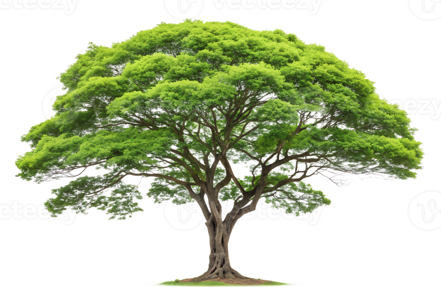 Bright green tree with wide canopy png