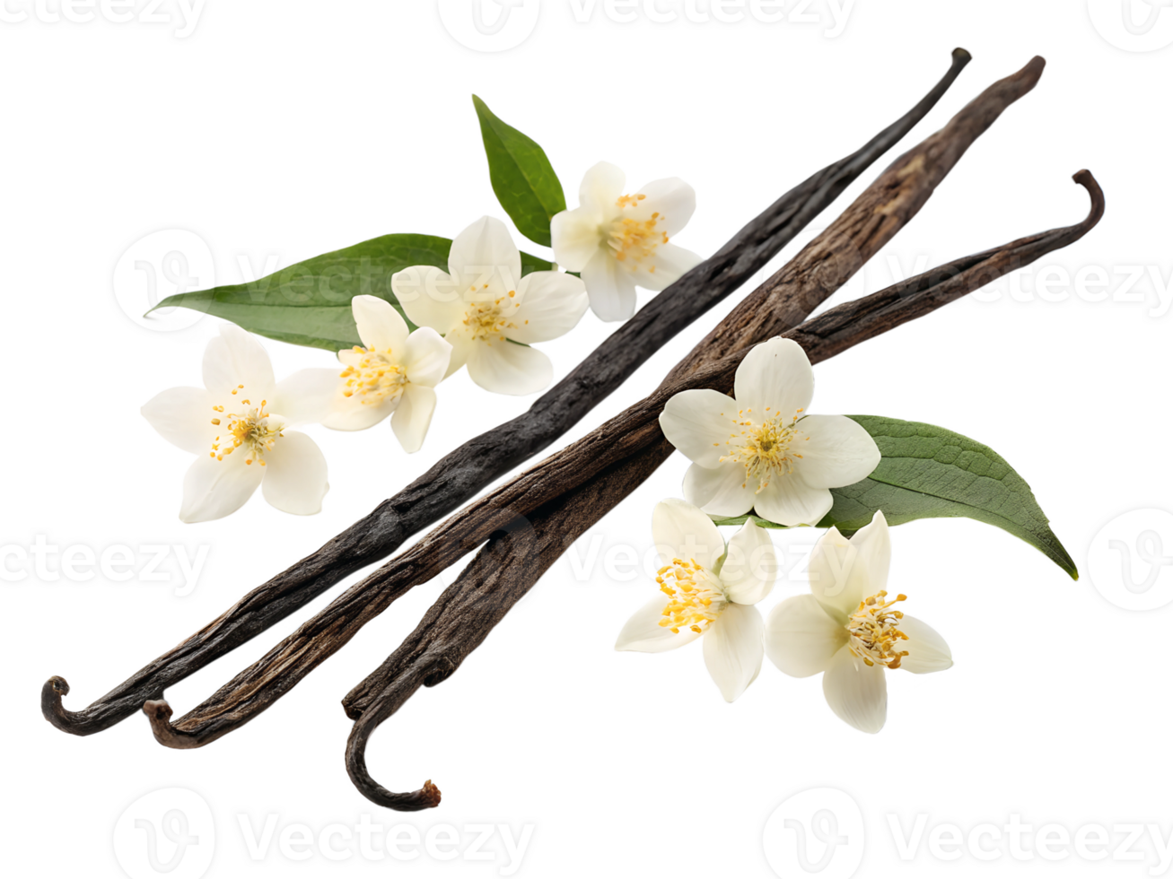 Vanilla beans jasmine on white png