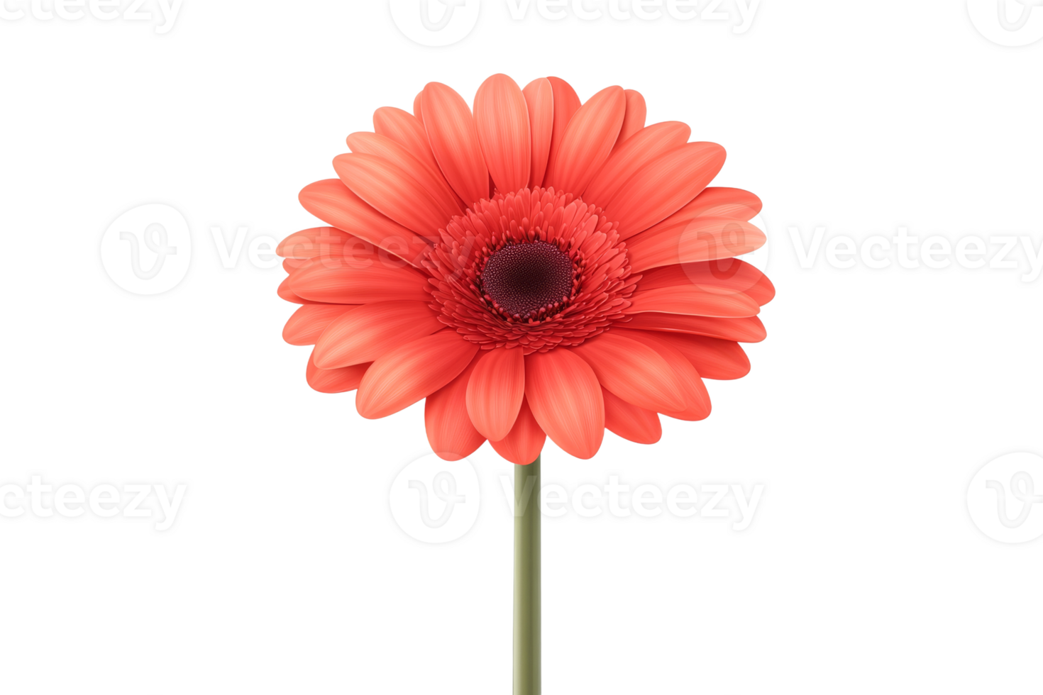 Red flower stands out on transparent png