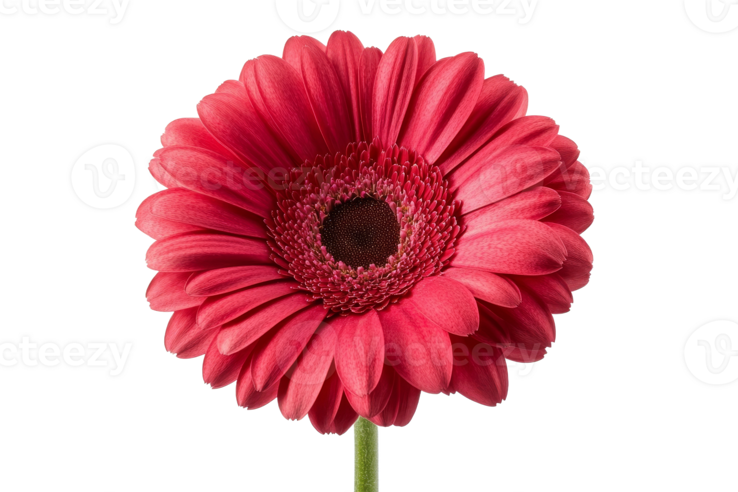 Red flower blooming on white background png