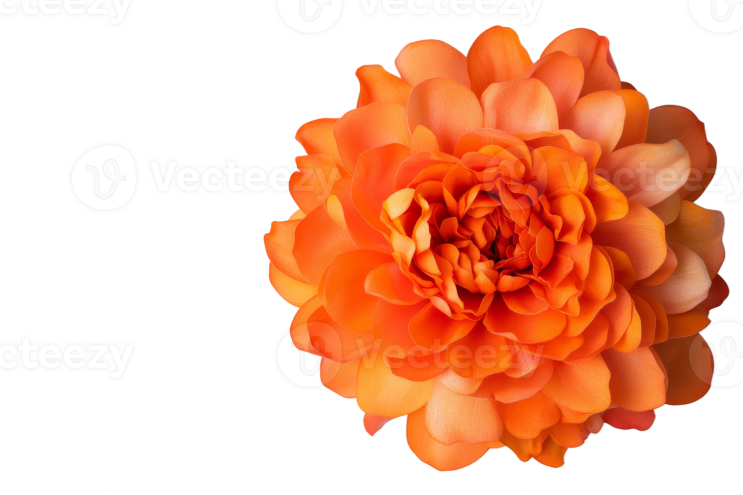Vibrant orange flower displaying delicate petals png