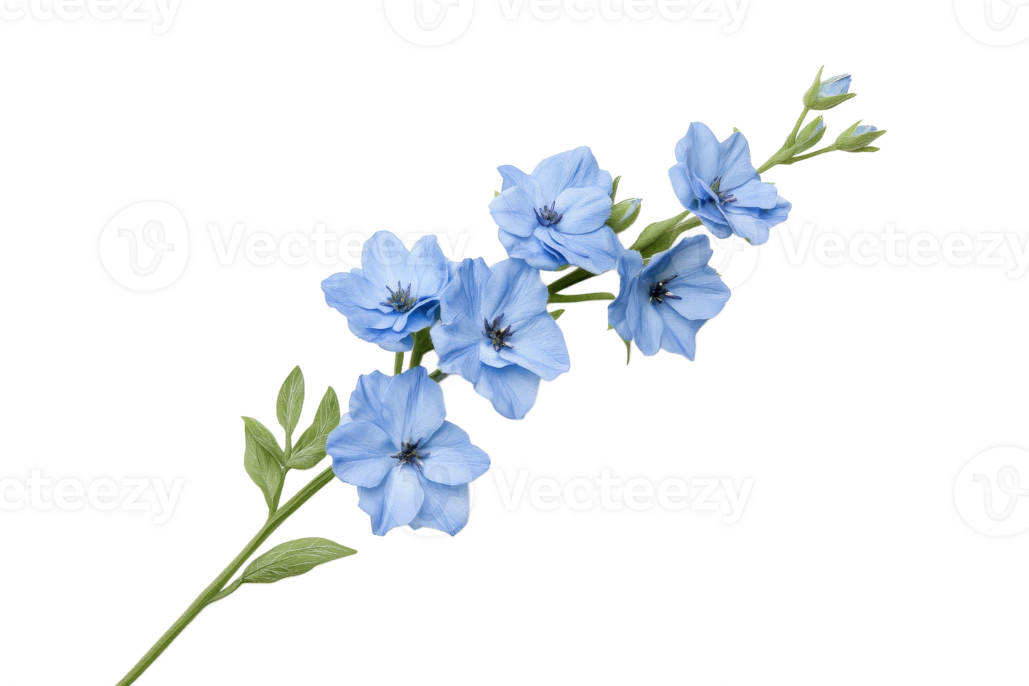 Beautiful blue flowers on a delicate green stem png