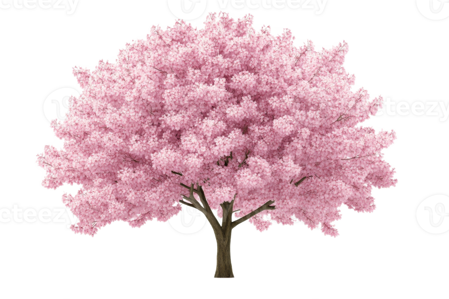 Blossom tree standing tall under clear sky png