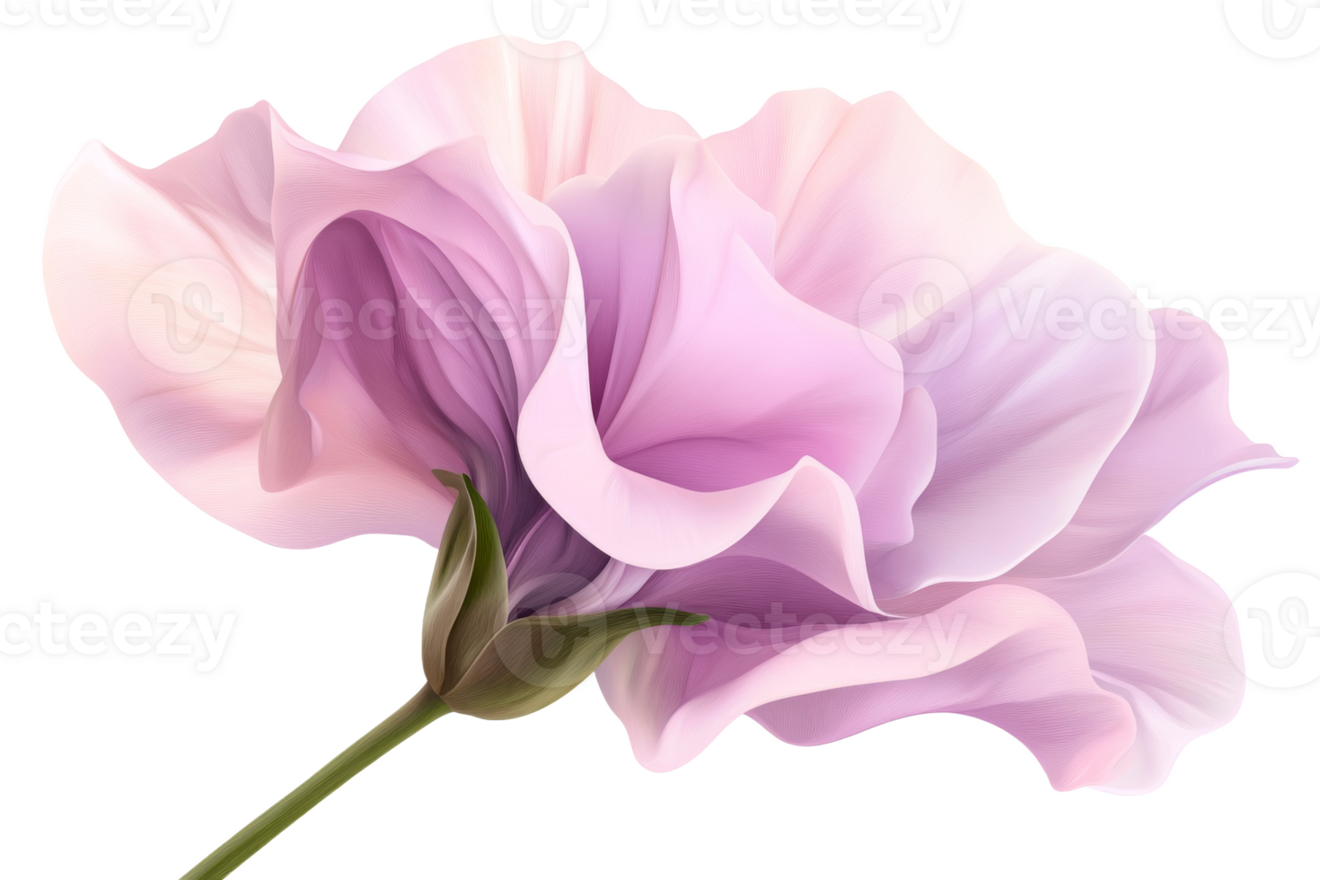 Soft lavender petals bloom in gentle light png